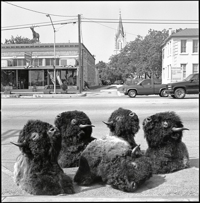 Buffalo, Fredericksburg, Texas, May 5, 1996