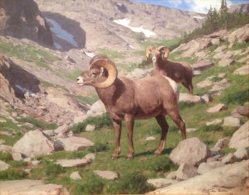 A Wyoming Bighorn Story