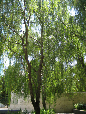 Weeping Willow