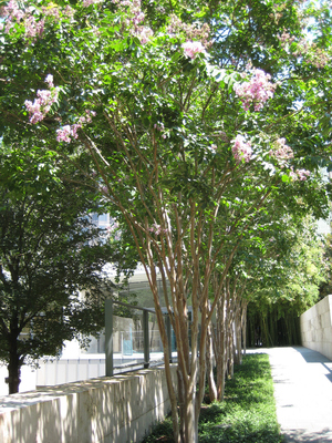 Crape Myrtle.