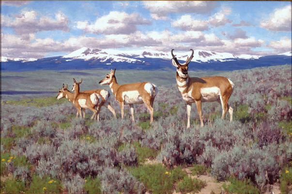 A Wyoming Pronghorn Story