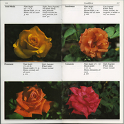 Taylor's Guide to Roses [pp. 206-207]