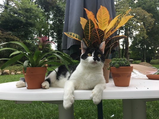 Cat with Flowers