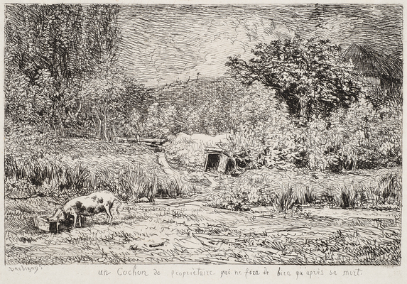 Pig in an Orchard