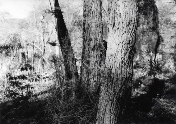 Late afternoon – A back garden, Major’s Path, North Sea, Southampton Township, (South Fork) Suffolk County, Long Island, New York, U.S.A., North America