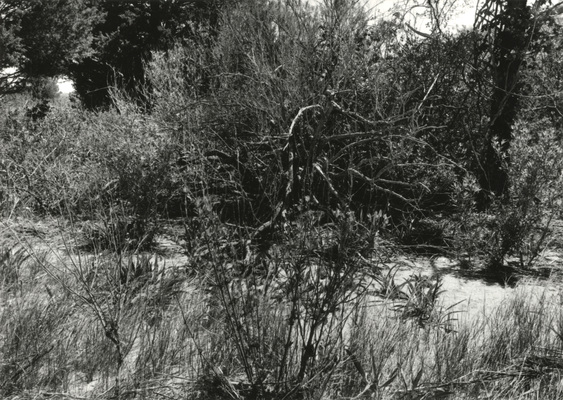 Midday Sun – Refuge, Conscience Point, North Sea, Southampton, Southampton Township, (South Fork) Suffolk County, Long Island, New York, U.S.A., North America