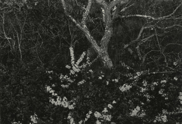 Evening – Last light – A front garden, Sag Harbor, Southampton Township, (South Fork) Suffolk County, Long Island, New York, U.S.A., North America