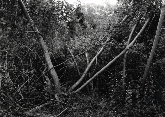 Afternoon – Hurricane Fall – A back garden, the Shinnecock Indian Reservation, (South Fork) Suffolk County, Long Island, New York, U.S.A., North America