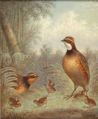 Gamebird and Family