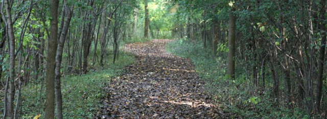 The RIT Nature Trails