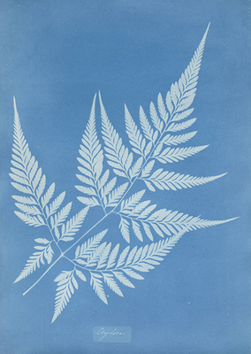 Cyanotypes 740