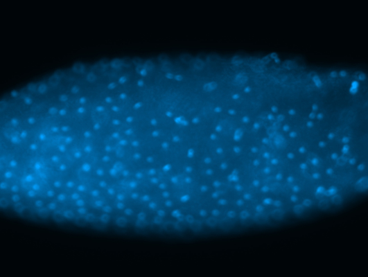 Anaphase Bridges in Drosophila melanogaster Embryos