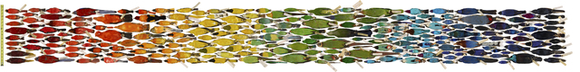 Bird Spectrum