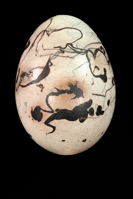 Egg of a Great-Tailed Grackle (Quiscalus mexicanus)