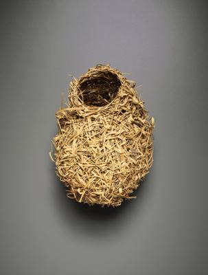 Nest of a Village Weaver (Ploceus cucullatus)