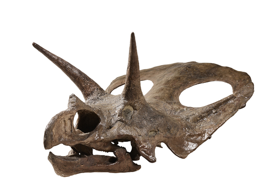 Holotype Skull of Torosaurus latus