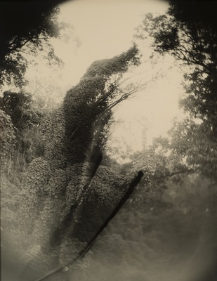 Deep South, Untitled (Tree with Two Streaks)