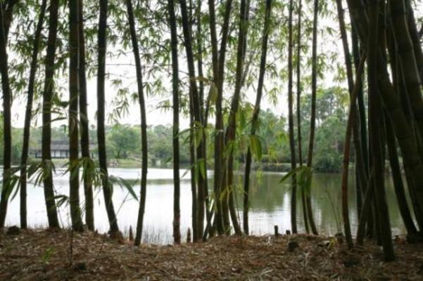 Bamboo Grove