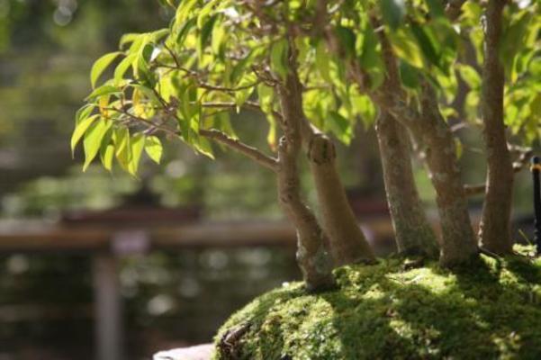 Bonsai Collection