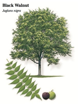 Black Walnut