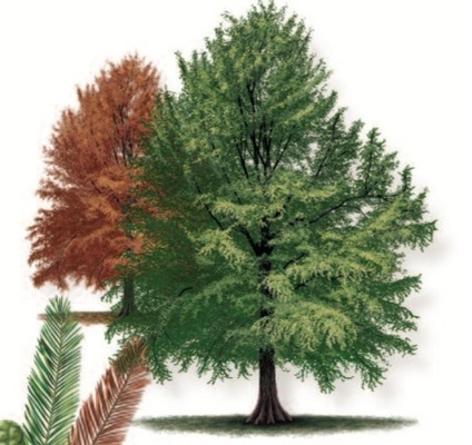 Bald Cypress