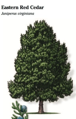 Eastern Red Cedar