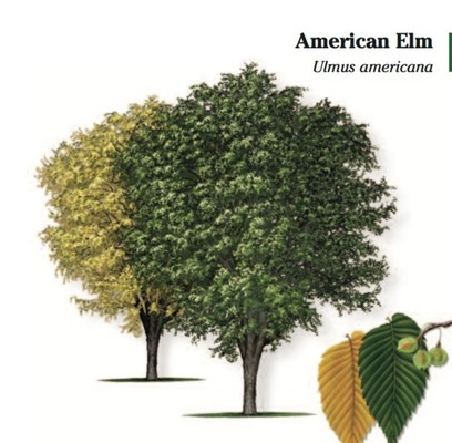 American Elm