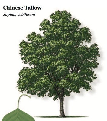 Chinese Tallow