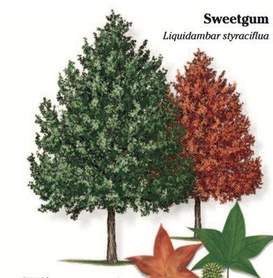 Sweetgum