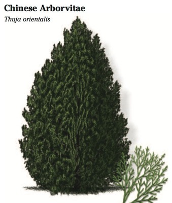 Chinese Arborvitae