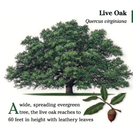 Live Oak