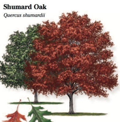 Shumard Oak