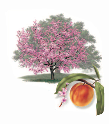 Peach Tree