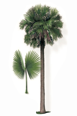 Sabal Palm