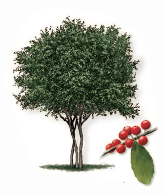 Yaupon Holly