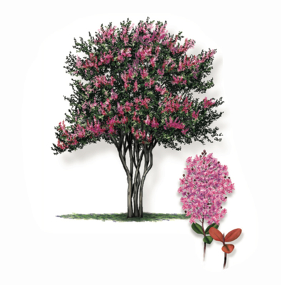 Crape Myrtle