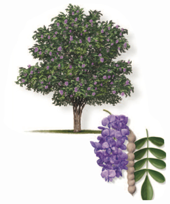 Texas Mountain Laurel