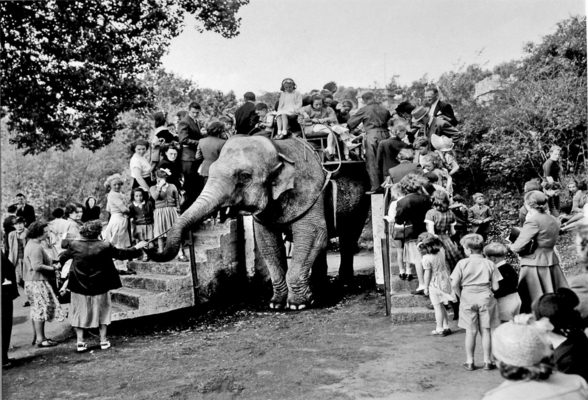 Elephant Rides in Dublin Zoo, 1950s