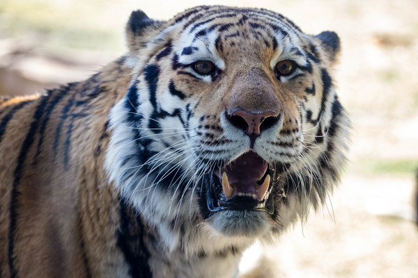 Amur Tigers