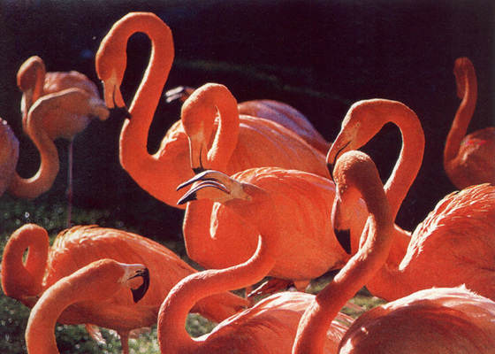 Flamingos