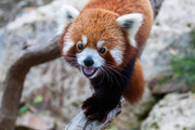 Red Panda