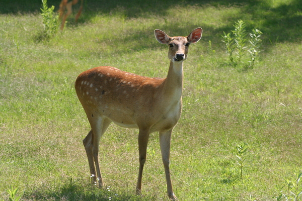 Burmese Brow-Antlered Deer