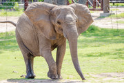 African Elephant