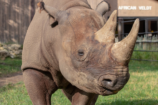 Eastern Black Rhinoceros