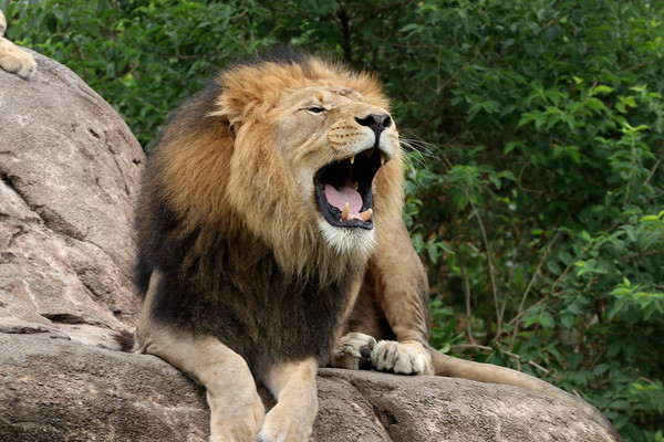 African Lion on Cuseum