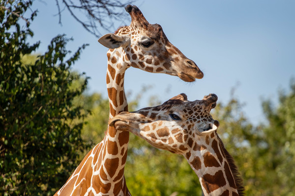 Reticulated Giraffe