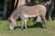 Grevy's Zebra