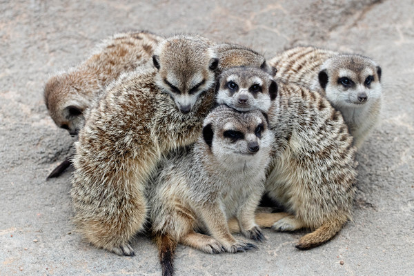 Slender-Tailed Meerkat