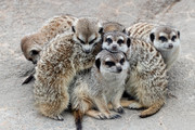 Slender-Tailed Meerkat