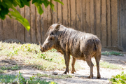 Warthog